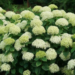 Invincibelle Limetta® Smooth Hydrangea -Plant Series hydrangea invincibelle limetta 3