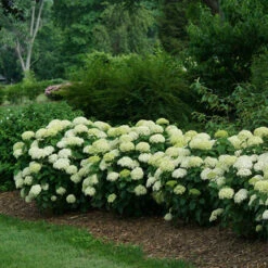 Invincibelle Limetta® Smooth Hydrangea -Plant Series hydrangea invincibelle limetta 4