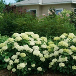 Invincibelle Limetta® Smooth Hydrangea -Plant Series hydrangea invincibelle limetta 5