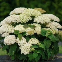 Invincibelle Limetta® Smooth Hydrangea -Plant Series hydrangea invincibelle limetta 6