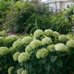 Invincibelle Limetta® Smooth Hydrangea -Plant Series hydrangea invincibelle limetta 7