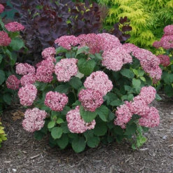 Invincibelle Mini Mauvette® Smooth Hydrangea -Plant Series hydrangea invincibelle mini mauvette 3