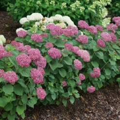 Invincibelle Mini Mauvette® Smooth Hydrangea -Plant Series hydrangea invincibelle mini mauvette 4
