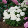 Invincibelle Wee White® Smooth Hydrangea 1 Invincibelle Wee White® Smooth Hydrangea -Plant Series hydrangea invincibelle wee white 1