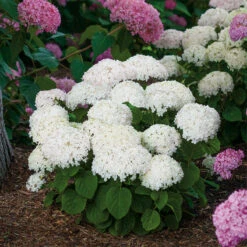 Hydrangeas For Small Spaces Collection -Plant Series hydrangea invincibelle wee white 1 3157da1f 2bd4 43e1 bdbd 92c9d62ae251