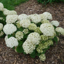 Invincibelle Wee White® Smooth Hydrangea 12 Invincibelle Wee White® Smooth Hydrangea -Plant Series hydrangea invincibelle wee white 2