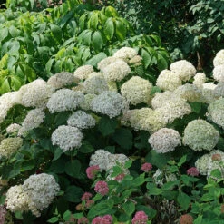 Invincibelle Wee White® Smooth Hydrangea 10 Invincibelle Wee White® Smooth Hydrangea -Plant Series hydrangea invincibelle wee white 3