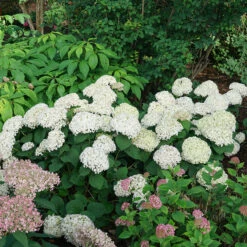 Invincibelle Wee White® Smooth Hydrangea 11 Invincibelle Wee White® Smooth Hydrangea -Plant Series hydrangea invincibelle wee white 4