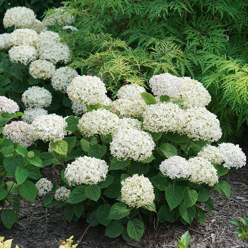 Invincibelle Wee White® Smooth Hydrangea 4 Invincibelle Wee White® Smooth Hydrangea - Image 2