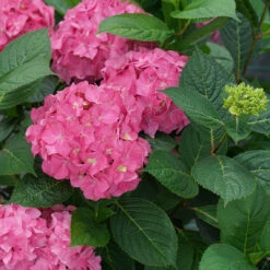 Let's Dance ¡Arriba!™ Bigleaf Hydrangea -Plant Series hydrangea lets dance arriba 4