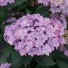 Let's Dance Can Do!® Bigleaf Hydrangea 1 Let's Dance Can Do!® Bigleaf Hydrangea -Plant Series hydrangea lets dance can do 2