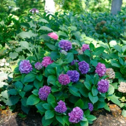 Let's Dance® Rave® Bigleaf Hydrangea -Plant Series hydrangea lets dance rave 2