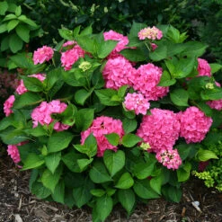 Let's Dance® Rave® Bigleaf Hydrangea -Plant Series hydrangea lets dance rave 3