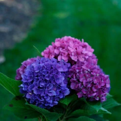 Let's Dance® Rave® Bigleaf Hydrangea -Plant Series hydrangea lets dance rave 4