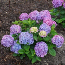 Let's Dance® Rave® Bigleaf Hydrangea -Plant Series hydrangea lets dance rave 6