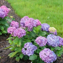 Let's Dance® Rave® Bigleaf Hydrangea -Plant Series hydrangea lets dance rave 7