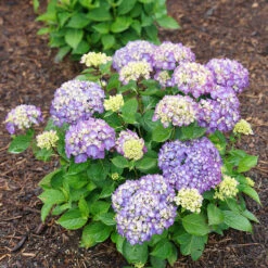 Let's Dance® Rave® Bigleaf Hydrangea -Plant Series hydrangea lets dance rave 8