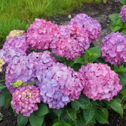 Let's Dance® Rave® Bigleaf Hydrangea -Plant Series hydrangea lets dance rave 9