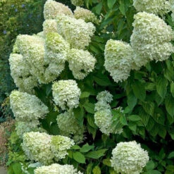 Hydrangeas For Cut Flowers Collection 9 Hydrangeas For Cut Flowers Collection -Plant Series hydrangea limelight 2 ae398252 d135 4393 8f62 2c9311897d12