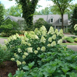 Limelight Prime® Panicle Hydrangea -Plant Series hydrangea limelight prime 1