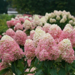 Limelight Prime® Panicle Hydrangea -Plant Series hydrangea limelight prime 3
