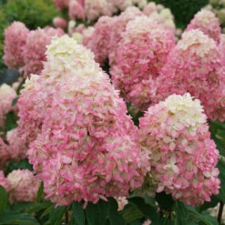 Limelight Prime® Panicle Hydrangea -Plant Series hydrangea limelight prime 4