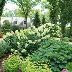 Limelight Prime® Panicle Hydrangea -Plant Series hydrangea limelight prime 6
