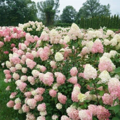 Limelight Prime® Panicle Hydrangea -Plant Series hydrangea limelight prime 7