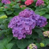 Let's Dance Big Band® Bigleaf Hydrangea 1 Let's Dance Big Band® Bigleaf Hydrangea -Plant Series hydrangea macrophylla lets dance big band 1