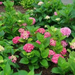 Let's Dance Big Band® Bigleaf Hydrangea -Plant Series hydrangea macrophylla lets dance big band 3