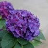 Wee Bit Grumpy® Bigleaf Hydrangea 1 Wee Bit Grumpy® Bigleaf Hydrangea -Plant Series hydrangea macrophylla wee bit grumpy 1