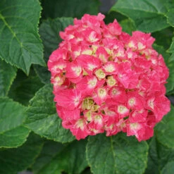 Wee Bit Grumpy® Bigleaf Hydrangea -Plant Series hydrangea macrophylla wee bit grumpy 2