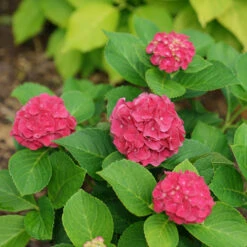 Wee Bit Grumpy® Bigleaf Hydrangea -Plant Series hydrangea macrophylla wee bit grumpy