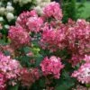 Fire Light® Panicle Hydrangea 2 Fire Light® Panicle Hydrangea -Plant Series hydrangea paniculata fire light 1 sw