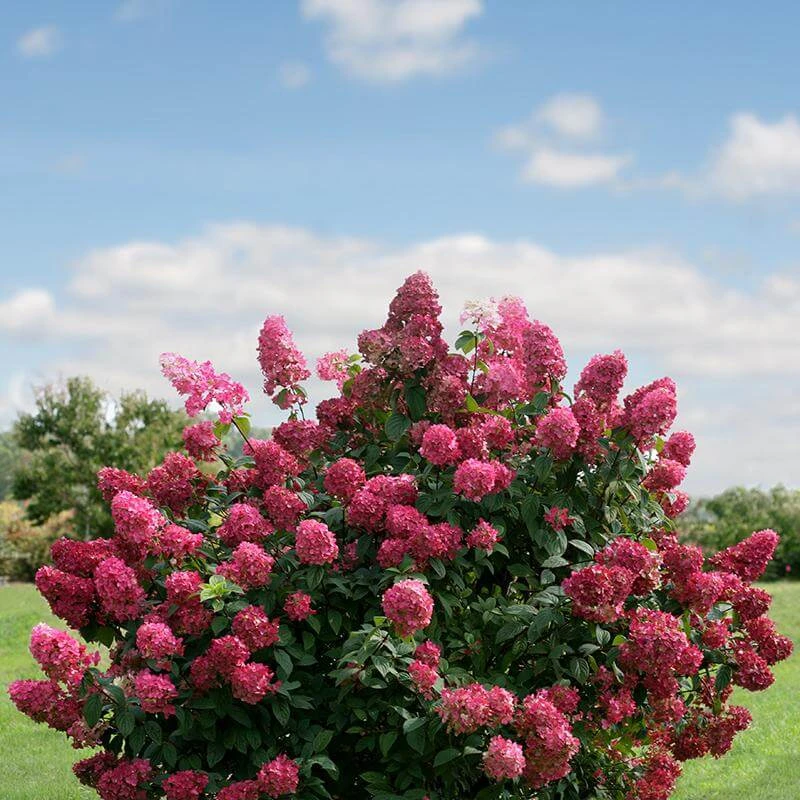 Fire Light® Panicle Hydrangea 4 Fire Light® Panicle Hydrangea - Image 2