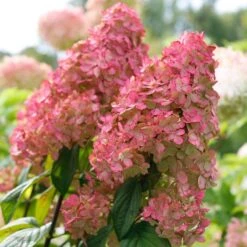 Fire Light® Panicle Hydrangea 11 Fire Light® Panicle Hydrangea -Plant Series hydrangea paniculata fire light 3 sw