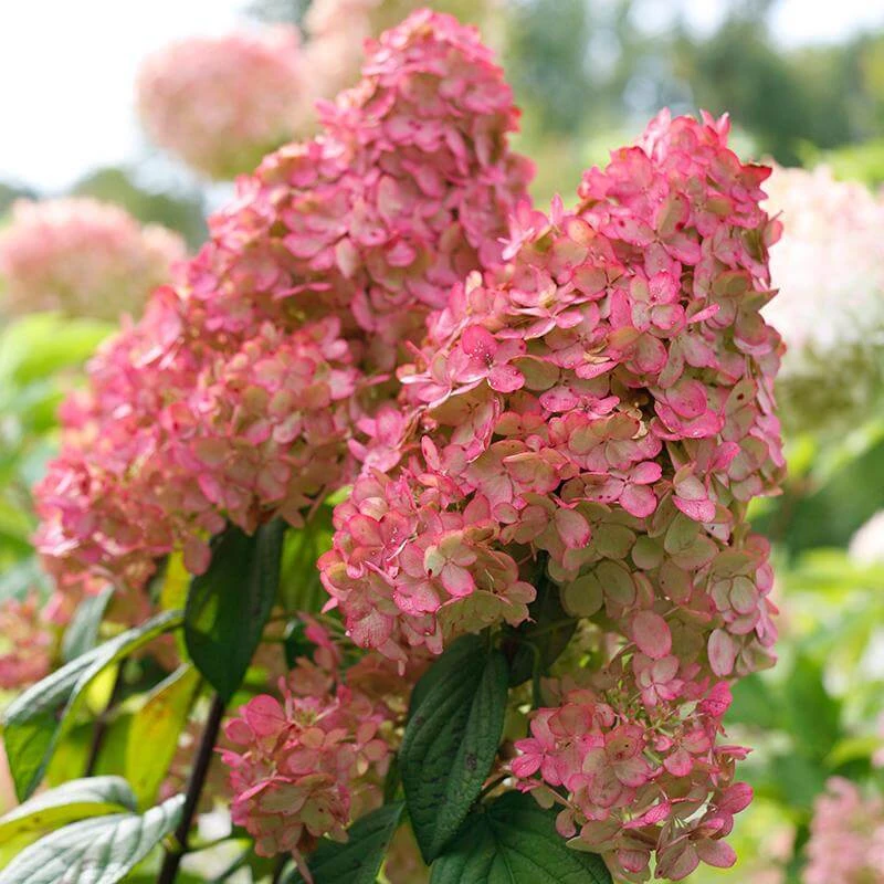 Fire Light® Panicle Hydrangea 5 Fire Light® Panicle Hydrangea - Image 3