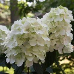 Fire Light® Panicle Hydrangea 12 Fire Light® Panicle Hydrangea -Plant Series hydrangea paniculata fire light 4 sw