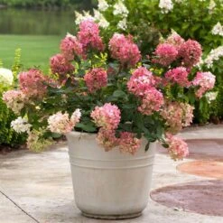 Fire Light® Panicle Hydrangea 13 Fire Light® Panicle Hydrangea -Plant Series hydrangea paniculata fire light 5 sw