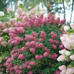 Fire Light® Panicle Hydrangea 14 Fire Light® Panicle Hydrangea -Plant Series hydrangea paniculata fire light 6 sw