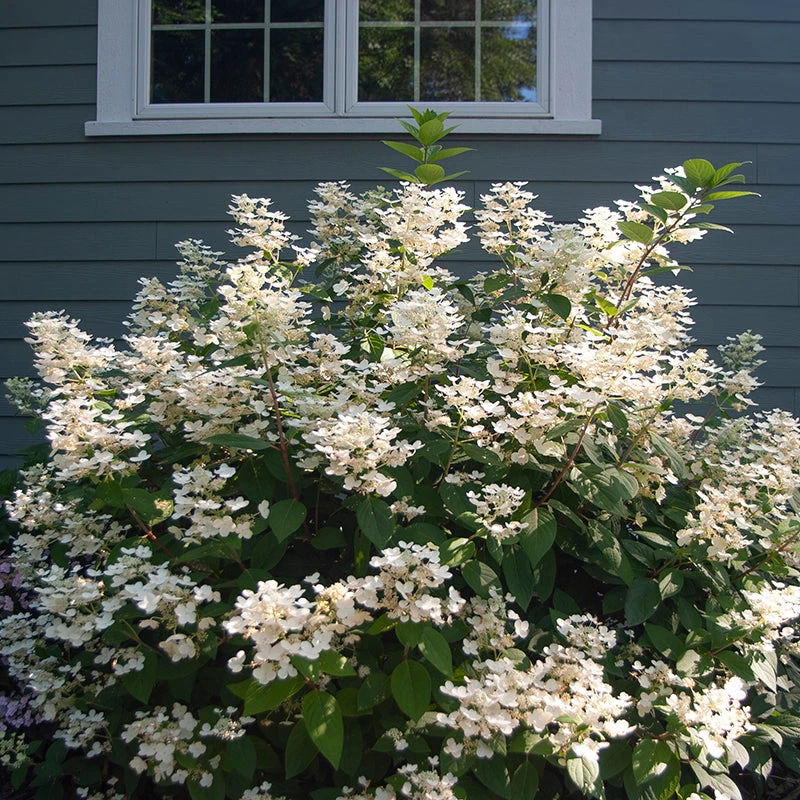 Little Quick Fire® Panicle Hydrangea 3 Little Quick Fire® Panicle Hydrangea