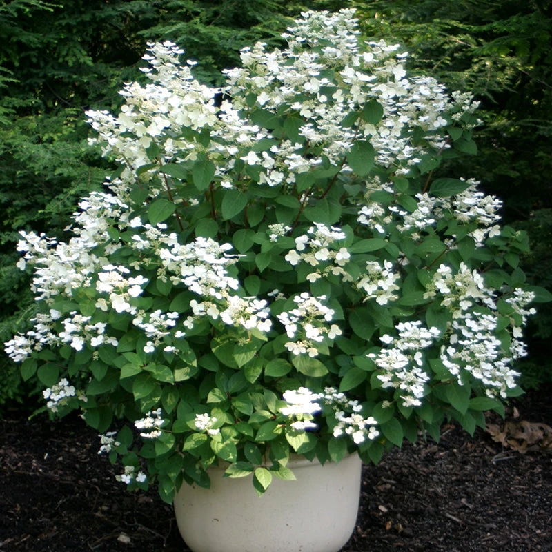 Little Quick Fire® Panicle Hydrangea 4 Little Quick Fire® Panicle Hydrangea - Image 2