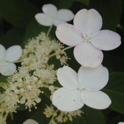 Little Quick Fire® Panicle Hydrangea 10 Little Quick Fire® Panicle Hydrangea -Plant Series hydrangea paniculata quick fire 3