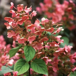Little Quick Fire® Panicle Hydrangea 11 Little Quick Fire® Panicle Hydrangea -Plant Series hydrangea paniculata quick fire 4
