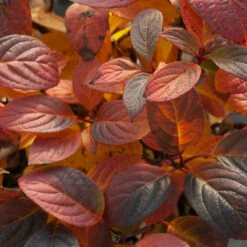 Little Quick Fire® Panicle Hydrangea 12 Little Quick Fire® Panicle Hydrangea -Plant Series hydrangea paniculata quick fire 5