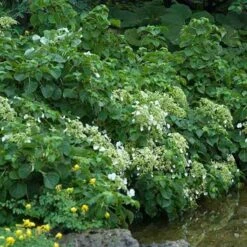 Climbing Hydrangea -Plant Series hydrangea petiolaris 3 sw