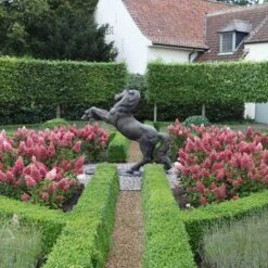 Pinky Winky® Panicle Hydrangea -Plant Series hydrangea pinky winky 3