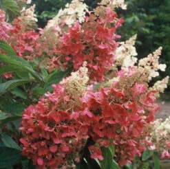 Pinky Winky® Panicle Hydrangea -Plant Series hydrangea pinky winky 4