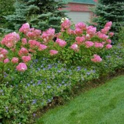 Vanilla Strawberry® Panicle Hydrangea -Plant Series hydrangea vanilla strawberry 10