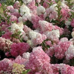 Vanilla Strawberry® Panicle Hydrangea -Plant Series hydrangea vanilla strawberry 3